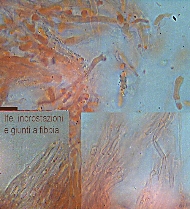 Gloeoporus pannocinctus  un poliporo raro..forse!!